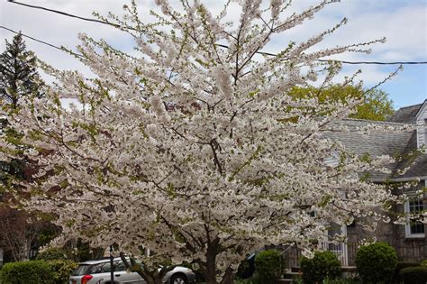 Showy white flowers open in late spring. Gardening and Gardens: Spring Flowering Trees
