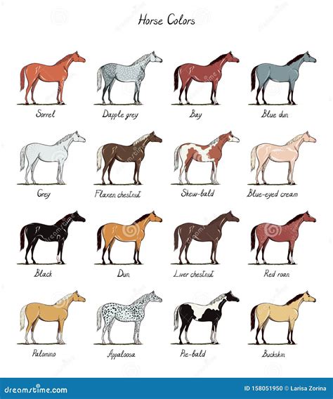 Set Of Horse Color Chart Breeds Equine Coat Colors With Text