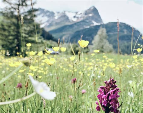 4 Gründe Den Sommerurlaub In Den Bergen Zu Verbringen Hotel Tyrol