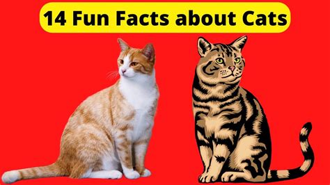 14 Fun Facts About Cats Youtube