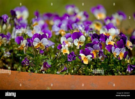 Purple And White Pansy In A Pot Stock Photo Alamy