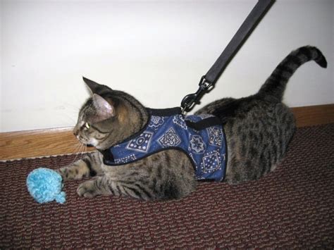 Most kittens are comfortable and social, so they're pretty outgoing, woodard tells the dodo. How To Train Your Cat To Walk On A Leash - iHeartCats.com