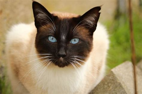 how smart are siamese cats really purr craze