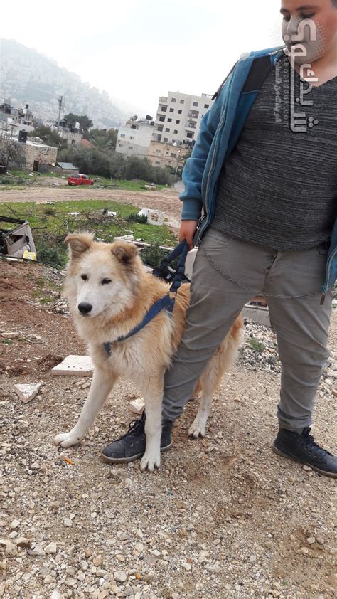 ولماذا عمره مرتبط بوجود الإنسان. كلب الاسكا مالموت | شو بدك من فلسطين؟