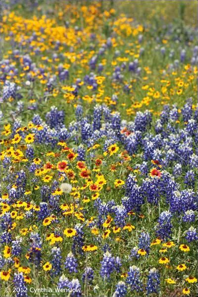 90 Best West Texas Wildflowers Images On Pinterest Wild Flowers