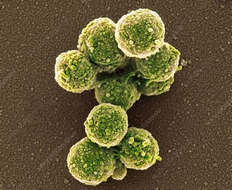Synthetic Mycoplasma Bacteria Sem Stock Image C0099121 Science