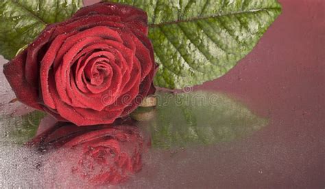Fiore Della Rosa Rossa Che Si Trova Sulla Superficie Bagnata Immagine
