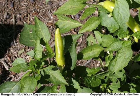Well you're in luck, because here they come. Hungarian Hot Wax - Cayenne