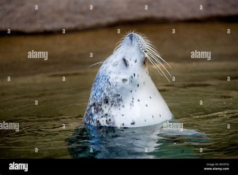 Harbor Seal Fotos Und Bildmaterial In Hoher Auflösung Alamy