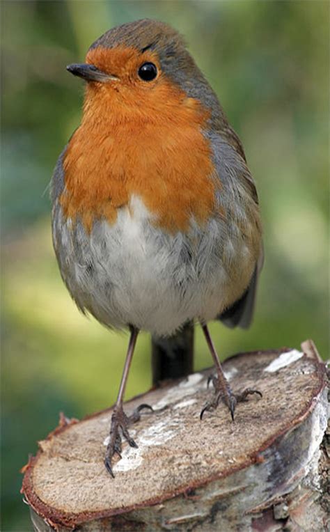 The European Robin Britains National Bird Hubpages