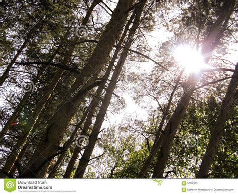 Sunbeam In Forest Stock Image Image Of Woods Stem Nature 5209363