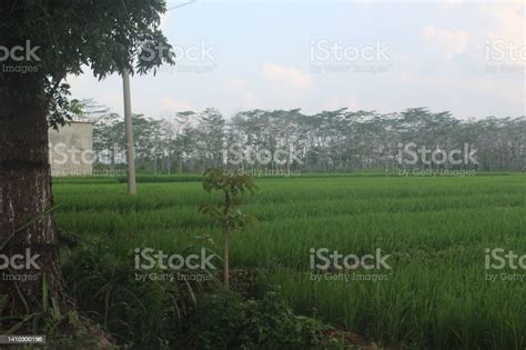 Wonderful Rice Field With Green Leaves In Daylight Stock Photo