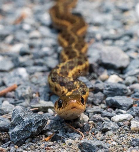 Closeup Of A Garter Snake Crawling On The Pebbly Ground Stock Image