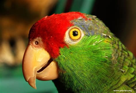 Parrot Encyclopedia Green Cheeked Amazon World Parrot Trust