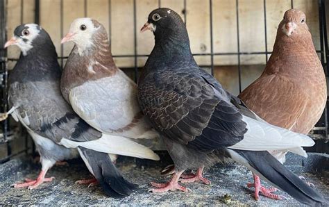 Roller Pigeons For Sale Pigeon Farms Call 562 235 1829