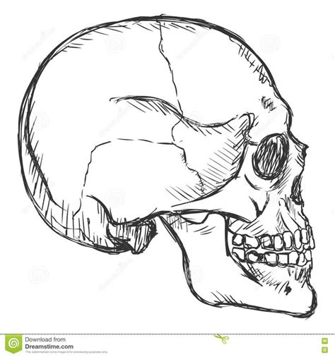 Vector Sketch Side View Skull Stock Illustration Image 77733036