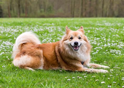 Icelandic sheepdogs + join group. Icelandic Sheepdog Breed Information, Characteristics ...