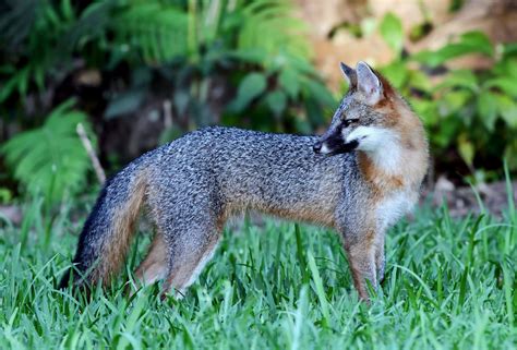 Gray Foxes In The Southeast Compete With Coyotes For Food