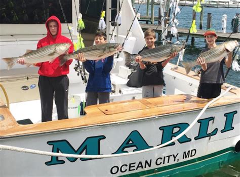 Not only are there miles and miles of beach, but you'll also have an opportunity to visit the famous boardwalk, which offers games, rides, shops and plenty of food. Biggest Bluefish So Far This Year | Ocean City MD Fishing