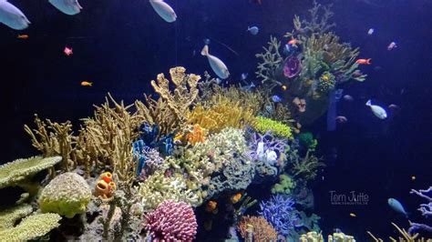 Great Barrier Reef Diergaarde Blijdorp Rotterdam Nether Flickr