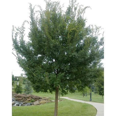 Ulmus Parvifolia “emer Ii Allee” Allee Elm Tidewater Trees