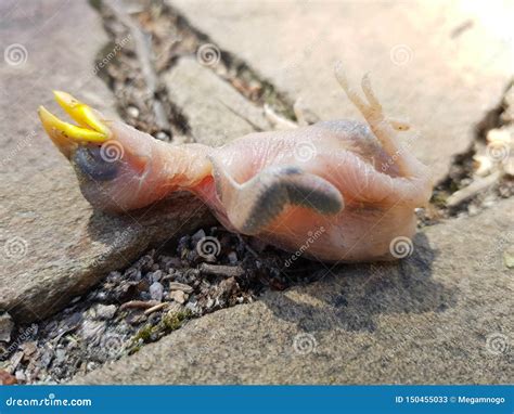 Baby Bird Without Feathers With A Yellow Beak Fallen Out Of The Nest