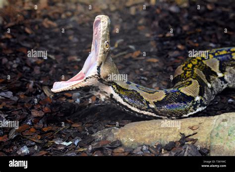 Python Snake With Large Open Mouth Stock Photo Alamy