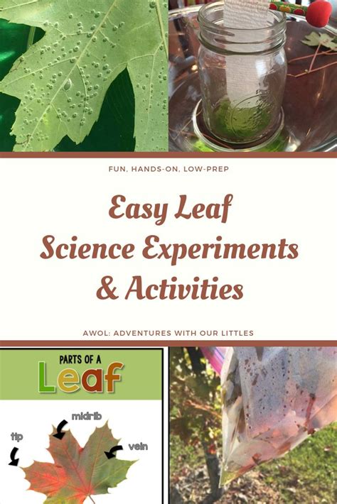 Leaf Science Experiments And Activities Science Experiments