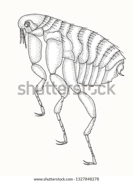 Human Flea Pulex Irritans Realistic Hand Stock Illustration 1327848278