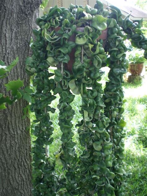 Hanging succulents are attractive, interesting, and almost always easy to care for. HELPFUL GARDENING 'TIPS'... - Think Atheist Here is a very ...