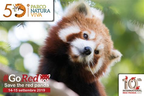 Red Panda Day Parco Natura Viva