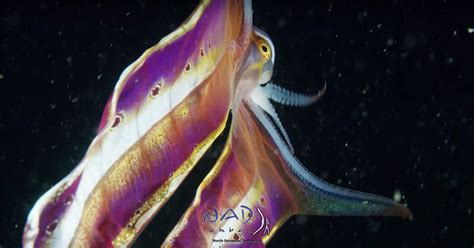 Underwater Footage Captures A Blanket Octopus Revealing Her Billowing