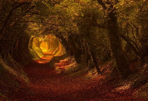 Download Tunnel Forest Fall Tree Leaf Nature Path Hd Wallpaper