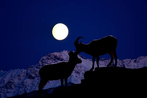 Since the moon tells us how we feel nurtured, its sign plays an important role in how emotional nourishment can be achieved. Aries Zodiac Moon Sign Characteristics and Culture