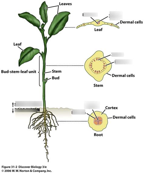 Characteristics Of Plants Vascular Plants Diagram Quizlet