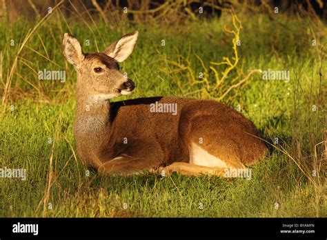 A Black Tailed Deer Looking Back From Its Bed Stock Photo Alamy
