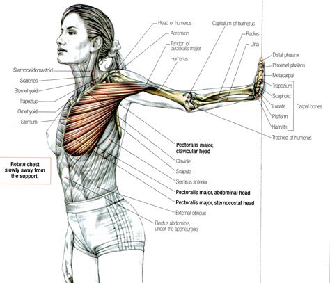 Pectoralis Major Stretch Anatomia Muscular Anatomia Yoga Peitoral