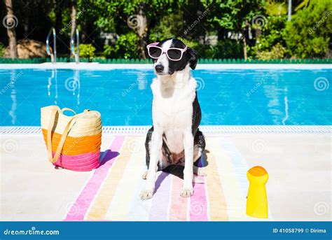 Funny Dog On Summer Vacation At Swimming Pool