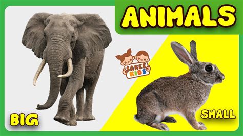 Big And Small Animals Animals Cbse Class 3 Evs Basic English For