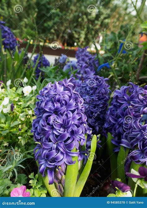 Hyacinth Purple Star Stock Photo Image Of Blue Purple 94585378