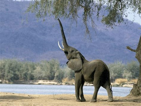 Słoń Afrykański Świat Zwierząt Dorotaptaszkowska51pingerpl