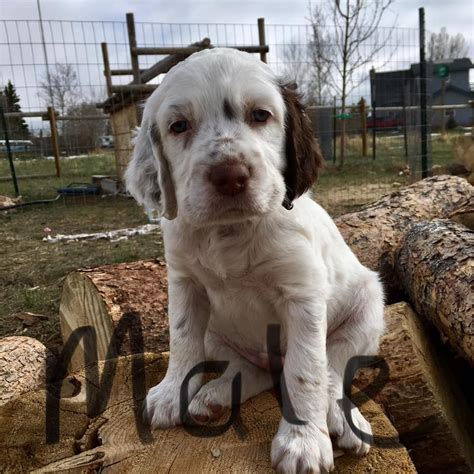 Or advertise your english setter puppies for free. 6 NKC registered Llewellin Setter Puppies - Laramie ...