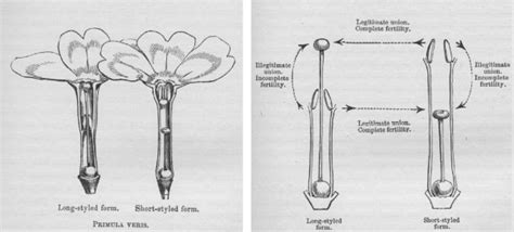 Drawings Taken From Darwins The Different Forms Of Flowers On Plants
