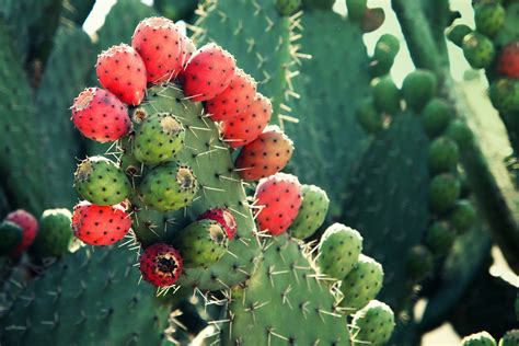 The saguaro cactus, cereus giganteus or carnegiea gigantean, meaning gigantic candle, is found only in the sonoran desert, which is in southern arizona and northern mexico. Cactinea - Nexira