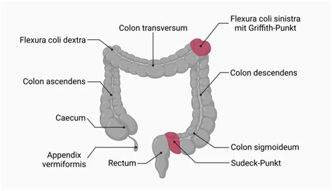 Colon Ascendens Doccheck Flexikon