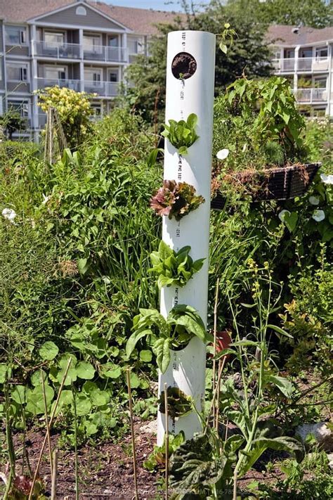 1 Pvc Pipe Vertical Vegetable Garden Morflora