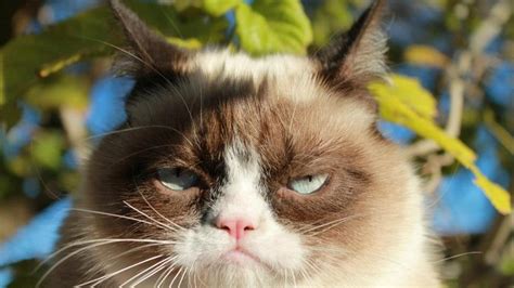 🥇 Cats Funny Meme Animals Troll Grumpy Cat Wallpaper 125618