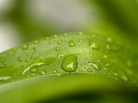 Wallpaper Water Nature Grass Green Dew Leaf Flower Drop Drops