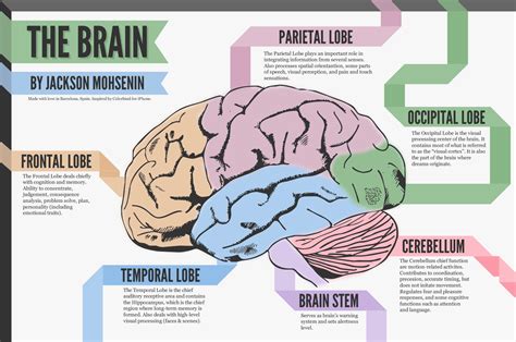 A Look At The Brain Visually Brain Diagram Brain Structure Early