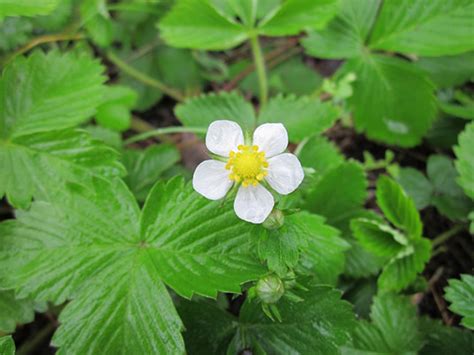 Woodland Strawberry Edible Northwest Native Berry Plant For Sale
